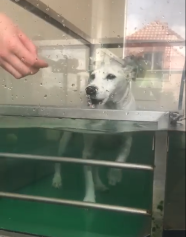 Majlo 