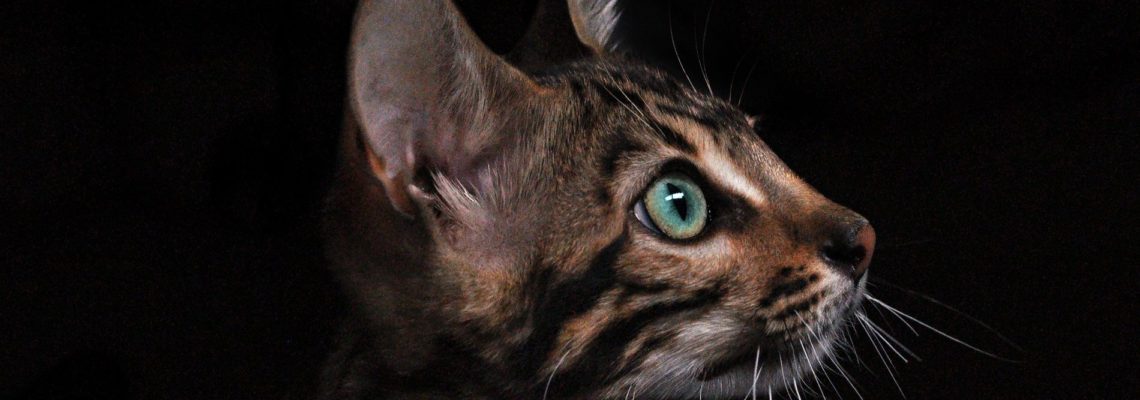 Ve svátek 28.10.2025 POHOTOVOSTod 9:00-19:00 po předchozí telefonické domluvě