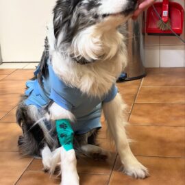 Když pes spolkne míček