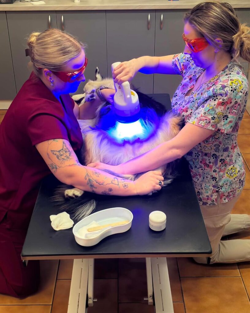 Phovia lampa Plzeň veterinární klinika