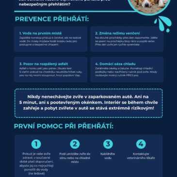 Tropická vedra – Jak předcházet přehřátí našich domácích mazlíčků? Prevence přehřátí