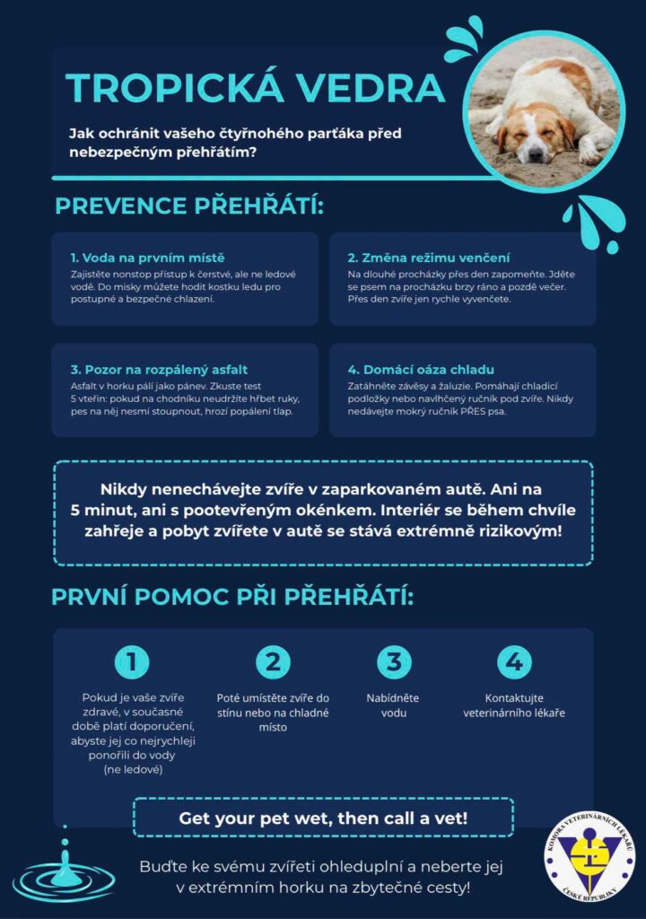 Jak předcházet přehřátí našich domácích mazlíčků? Tropická vedra a prevence